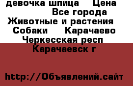 девочка шпица  › Цена ­ 40 000 - Все города Животные и растения » Собаки   . Карачаево-Черкесская респ.,Карачаевск г.